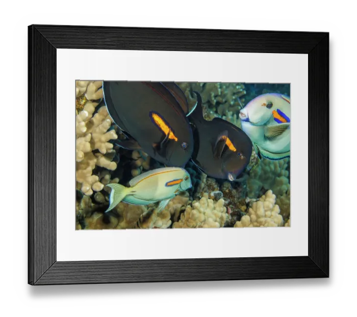 Framed Print : Orangeband surgeonfish (Acanthurus olivaceus) visiting cleaning station of Hawaiian cleaner wrasse (Labroides phthirophagus).They change colour to expose parasites Framed Print : Orangeband surgeonfish (Acanthurus olivaceus) visiting cleaning station of Hawaiian cleaner wrasse (Labroides phthirophagus).They change colour to expose parasites