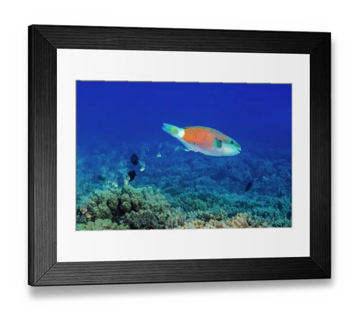 Framed Print : Ember parrotfish (Scarus rubroviolaceus) male defecating sand, Hawaii, USA, Pacific Ocean Framed Print : Ember parrotfish (Scarus rubroviolaceus) male defecating sand, Hawaii, USA, Pacific Ocean