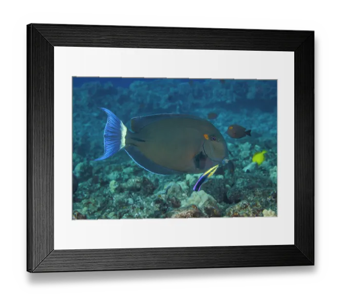Framed Print : Ringtail surgeonfish (Acanthurus blochii) being examined by Hawaiian cleaner wrasse (Labroides phthirophagus), Hawaii, USA, Pacific Ocean