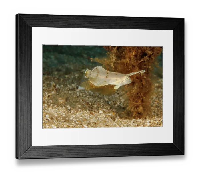 Framed Print : Peacock razor wrasse (Iniistius pavo) juvenile imitating a drifting leaf by bending while swimming, Hawaii, USA, Pacific Ocean