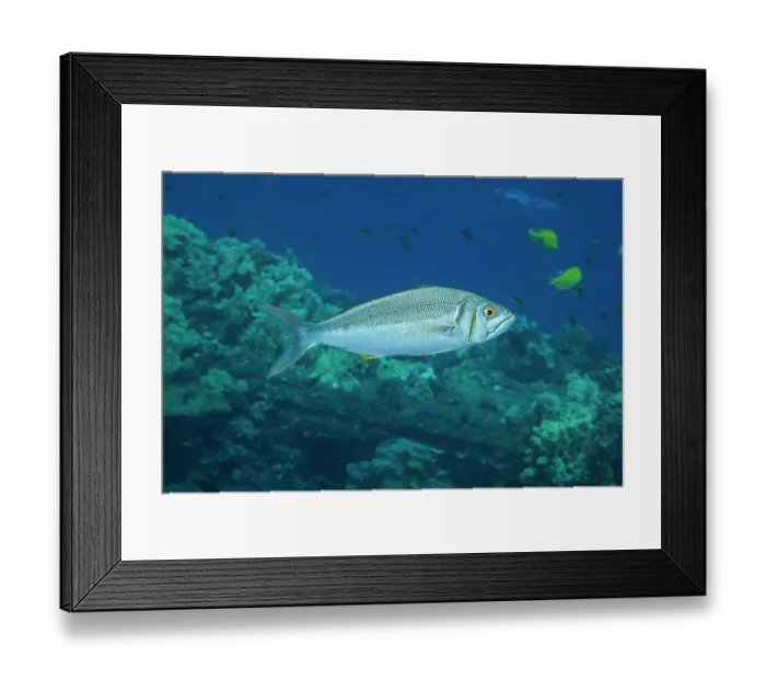 Framed Print : Small toothed jobfish (Aphareus furca) swimming over reef surrounded by schools of reef fish, Hawaii, USA, Pacific Ocean Framed Print : Small toothed jobfish (Aphareus furca) swimming over reef surrounded by schools of reef fish, Hawaii, USA, Pacific Ocean
