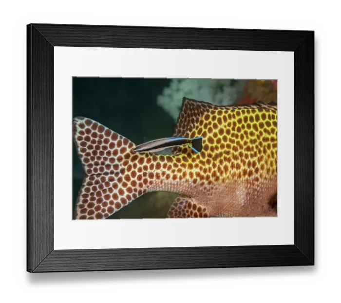Framed Print : Buestreak cleaner wrasse (Labroides dimidiatus) searching Clown sweetlips (Plectorhinchus chaetodonoides) for parasites, Fiji, Pacific Ocean Framed Print : Buestreak cleaner wrasse (Labroides dimidiatus) searching Clown sweetlips (Plectorhinchus chaetodonoides) for parasites, Fiji, Pacific Ocean