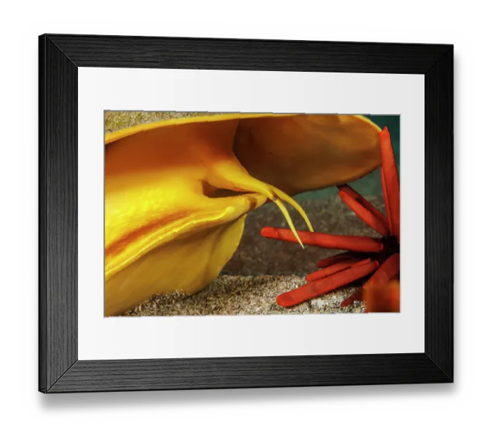 Framed Print : Close-up of Horned helmet shell (Cassis cornuta) hunting Red Pencil Urchin (Heterocentrotus mamillatus), Hawaii, USA, Pacific Ocean Framed Print : Close-up of Horned helmet shell (Cassis cornuta) hunting Red Pencil Urchin (Heterocentrotus mamillatus), Hawaii, USA, Pacific Ocean