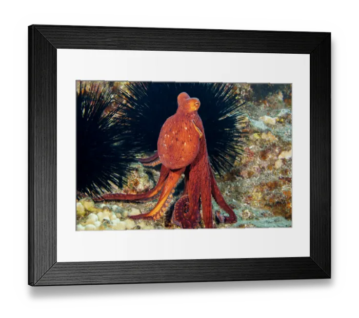 Framed Print : Day octopus (Octopus cyanea) erecting eyes and standing on tentacles to get a better view of its surroundings, whilst black Sea urchins (Echinoidea) rest on rocks nearby, Hawaii Framed Print : Day octopus (Octopus cyanea) erecting eyes and standing on tentacles to get a better view of its surroundings, whilst black Sea urchins (Echinoidea) rest on rocks nearby, Hawaii