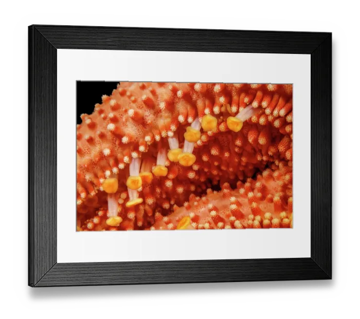 Framed Print : Close-up of extended tube feet of a Fisher's starfish (Mithrodia fisheri), Hawaii, USA, Pacific Ocean Framed Print : Close-up of extended tube feet of a Fisher's starfish (Mithrodia fisheri), Hawaii, USA, Pacific Ocean