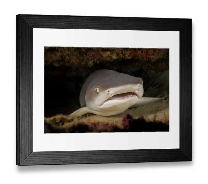 Framed Print : Whitetip reef shark (Triaenodon obesus) resting on seabed under reef, Hawaii, USA, Pacific Ocean. This species is one of the few reefsharks that can stop swimming and rest Framed Print : Whitetip reef shark (Triaenodon obesus) resting on seabed under reef, Hawaii, USA, Pacific Ocean. This species is one of the few reefsharks that can stop swimming and rest