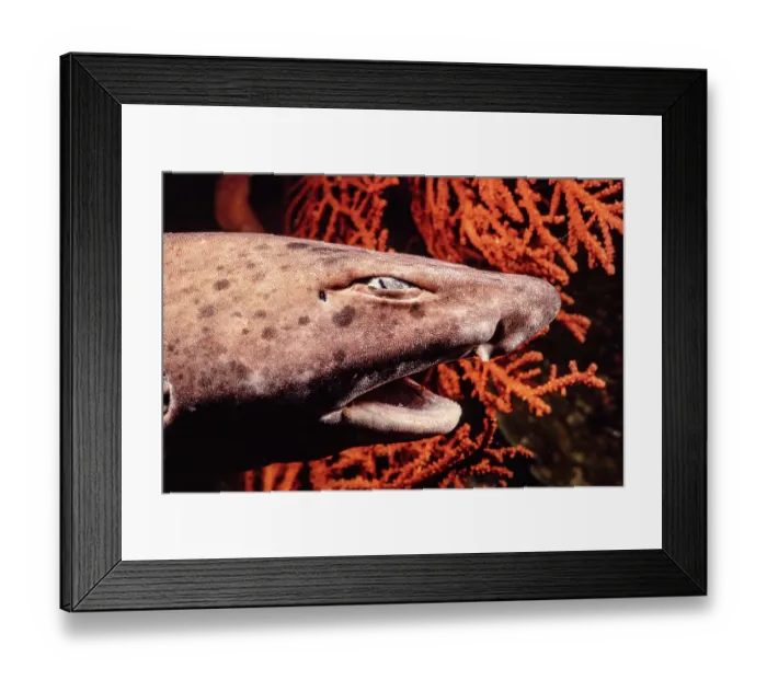 Framed Print : Swell shark (Cephaloscyllium sp.) after being brought up from 600 feet in a trap designed to capture nautilus, Indonesia, Pacific Ocean Framed Print : Swell shark (Cephaloscyllium sp.) after being brought up from 600 feet in a trap designed to capture nautilus, Indonesia, Pacific Ocean