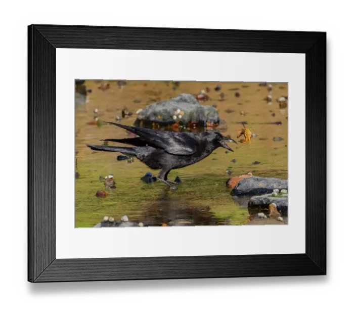 Framed Print : American crow (Corvus brachyrhynchos) catching Green crab (Carcinus sp.) prey, Acadia National Park, Maine, USA. June Framed Print : American crow (Corvus brachyrhynchos) catching Green crab (Carcinus sp.) prey, Acadia National Park, Maine, USA. June