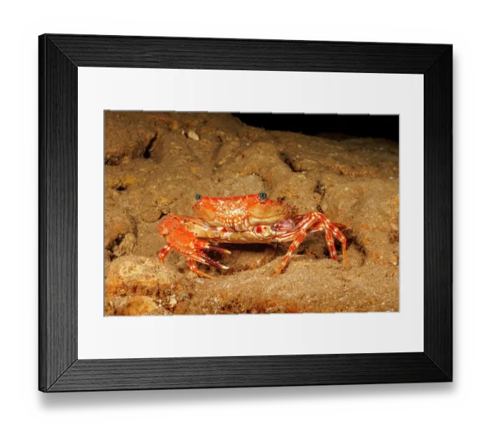 Framed Print : Hawaiian swimming crab (Charybdis hawaiensis) regenerating claw after losing it, Hawaii, USA, Pacific Ocean Framed Print : Hawaiian swimming crab (Charybdis hawaiensis) regenerating claw after losing it, Hawaii, USA, Pacific Ocean