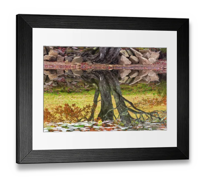 Framed Print : Reflection of tree in pond with fallen leaves floating on surface in autumn, Acadia National Park, Maine, USA. October, 2014 Framed Print : Reflection of tree in pond with fallen leaves floating on surface in autumn, Acadia National Park, Maine, USA. October, 2014