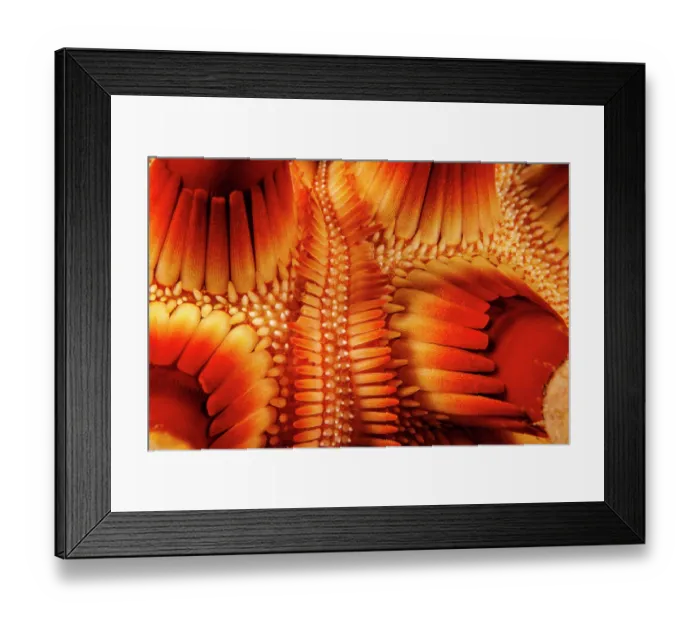 Framed Print : Closeup of skin of Rough-spined urchin (Chondrocidaris gigantea), Hawaii, USA, Pacific Ocean Framed Print : Closeup of skin of Rough-spined urchin (Chondrocidaris gigantea), Hawaii, USA, Pacific Ocean