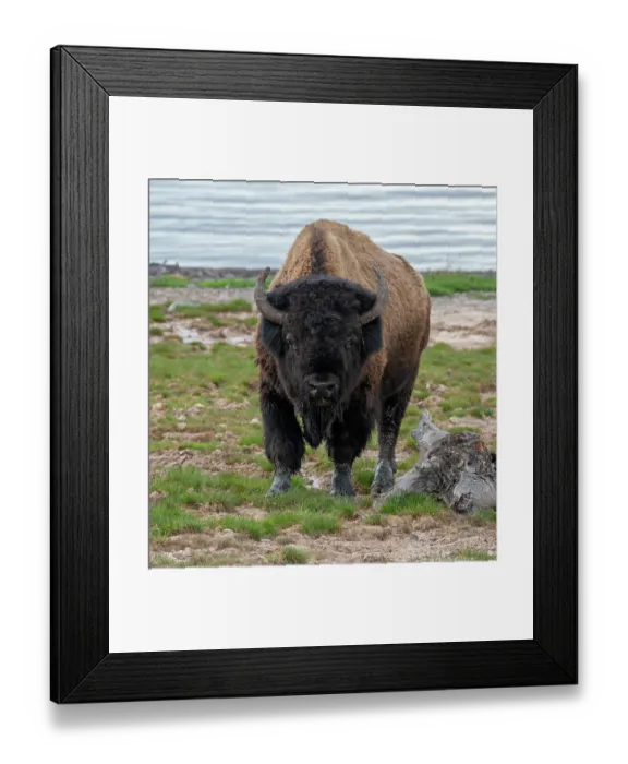 Framed Print : American buffalo (Bison bison) bull standing on the shoreline of Yellowstone Lake, Yellowstone National Park, Wyoming, USA. June
