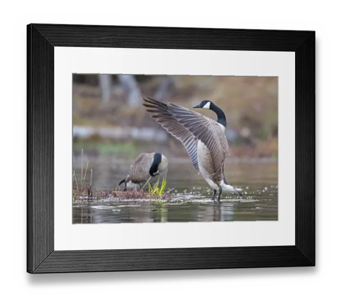 Framed Print : Canada goose (Branta canadensis) flapping wings on pond, Acadia National Park, Maine, USA. April Framed Print : Canada goose (Branta canadensis) flapping wings on pond, Acadia National Park, Maine, USA. April