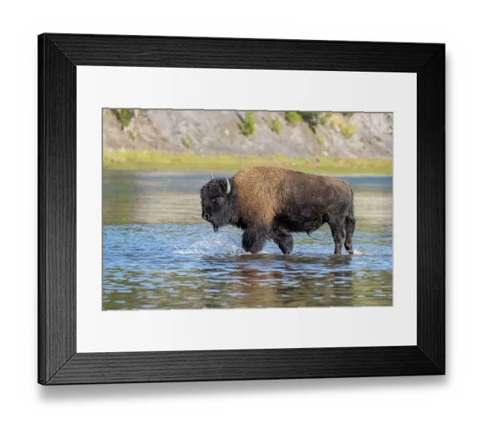 Framed Print : American buffalo (Bison bison) bull crossing the Yellowstone River in autumn, Yellowstone National Park, Wyoming, USA. October Framed Print : American buffalo (Bison bison) bull crossing the Yellowstone River in autumn, Yellowstone National Park, Wyoming, USA. October