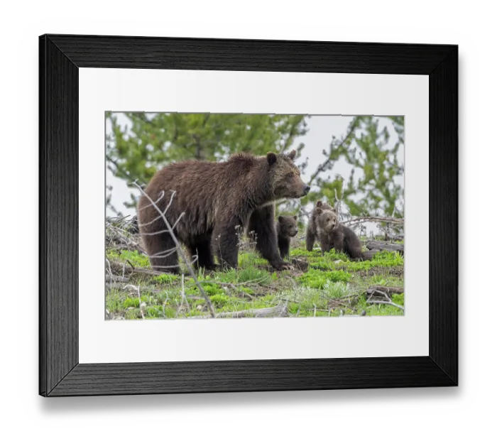 Framed Print : Grizzly bear (Ursus arctos) female with three cubs, portrait, Yellowstone National Park, Wyoming, USA. April Framed Print : Grizzly bear (Ursus arctos) female with three cubs, portrait, Yellowstone National Park, Wyoming, USA. April