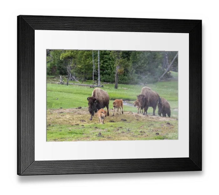 Framed Print : Three American buffalo (Bison bison) females with calves, walking over grassland, Yellowstone National Park, Wyoming, USA. May Framed Print : Three American buffalo (Bison bison) females with calves, walking over grassland, Yellowstone National Park, Wyoming, USA. May
