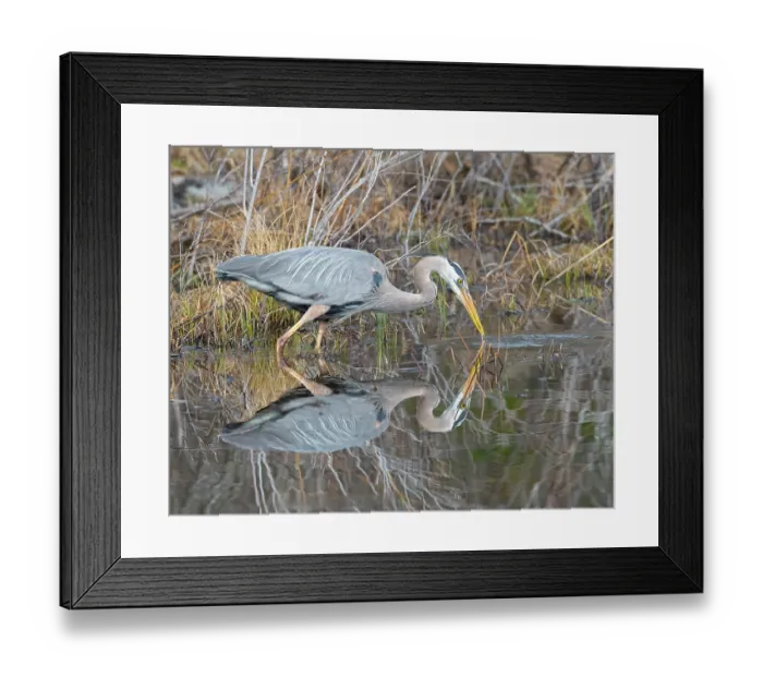 Framed Print : Great blue heron (Ardea herodias) fishing in a small pond, Acadia National Park, Maine, USA. April Framed Print : Great blue heron (Ardea herodias) fishing in a small pond, Acadia National Park, Maine, USA. April