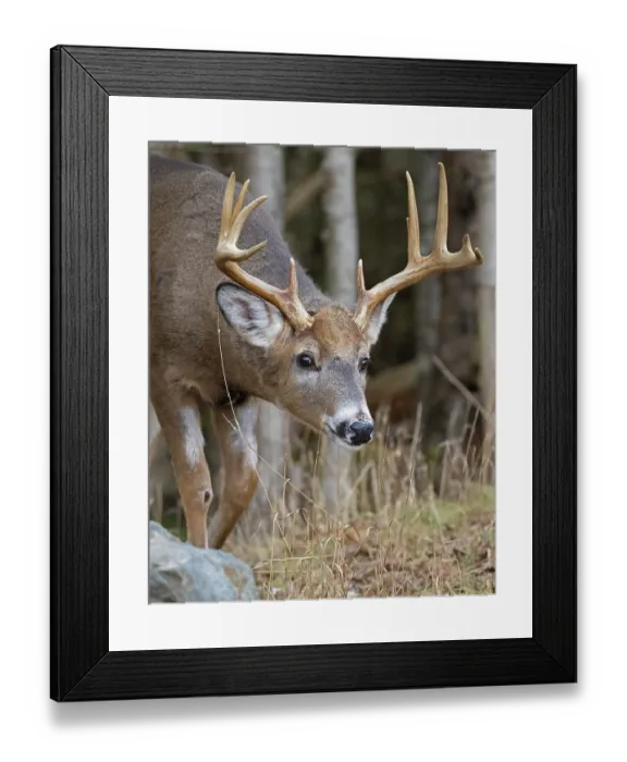 Framed Print : White-tailed deer (Odocoileus virginianus) buck, in woodland during rutting season, Acadia National Park, Maine, USA Framed Print : White-tailed deer (Odocoileus virginianus) buck, in woodland during rutting season, Acadia National Park, Maine, USA
