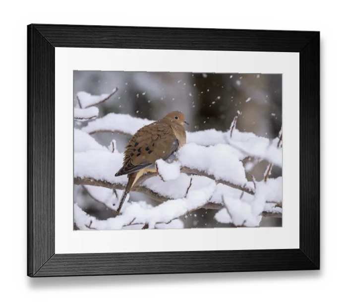 Framed Print : Mourning dove (Zenaida macroura) perched on snow covered branch, Acadia National Park, Maine, USA. January Framed Print : Mourning dove (Zenaida macroura) perched on snow covered branch, Acadia National Park, Maine, USA. January