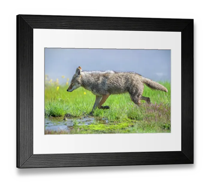 Framed Print : Coyote (Canis latrans) hunting in a wetland meadow, Yellowstone National Park, Wyoming, USA. June Framed Print : Coyote (Canis latrans) hunting in a wetland meadow, Yellowstone National Park, Wyoming, USA. June