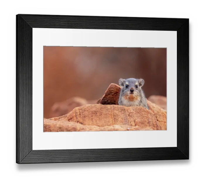 Framed Print : Rock hyrax (Procavia capensis) sitting on rock and looking forward, Tsavo East National Park, Kenya Framed Print : Rock hyrax (Procavia capensis) sitting on rock and looking forward, Tsavo East National Park, Kenya