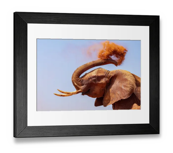 Framed Print : Elephant (Loxodonta africana) using trunk to shower with dust to protect skin from sun, Tsavo East National Park, Kenya. Endangered Framed Print : Elephant (Loxodonta africana) using trunk to shower with dust to protect skin from sun, Tsavo East National Park, Kenya. Endangered