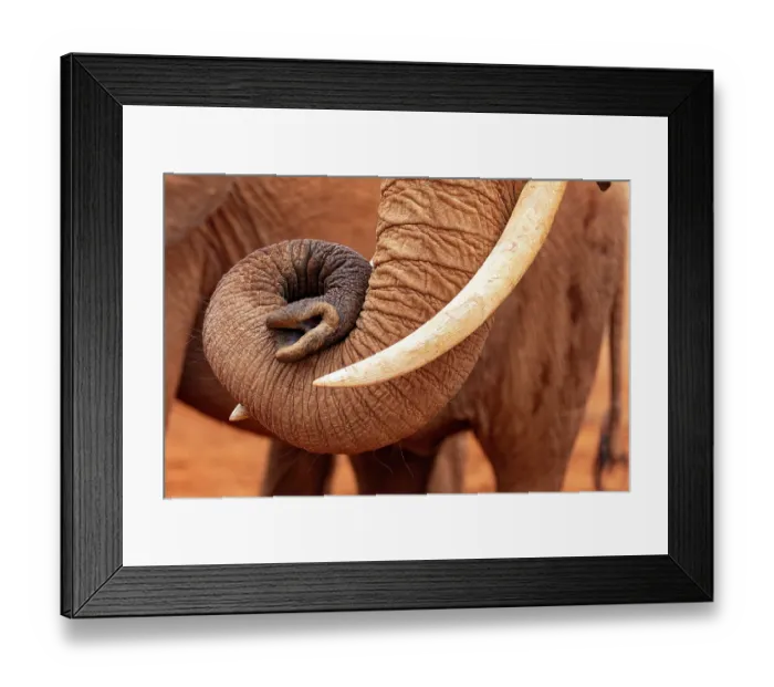 Framed Print : Elephant (Loxodonta africana) sleeping, close up of trunk and tusk, Tsavo East National Park, Kenya. Endangered Framed Print : Elephant (Loxodonta africana) sleeping, close up of trunk and tusk, Tsavo East National Park, Kenya. Endangered