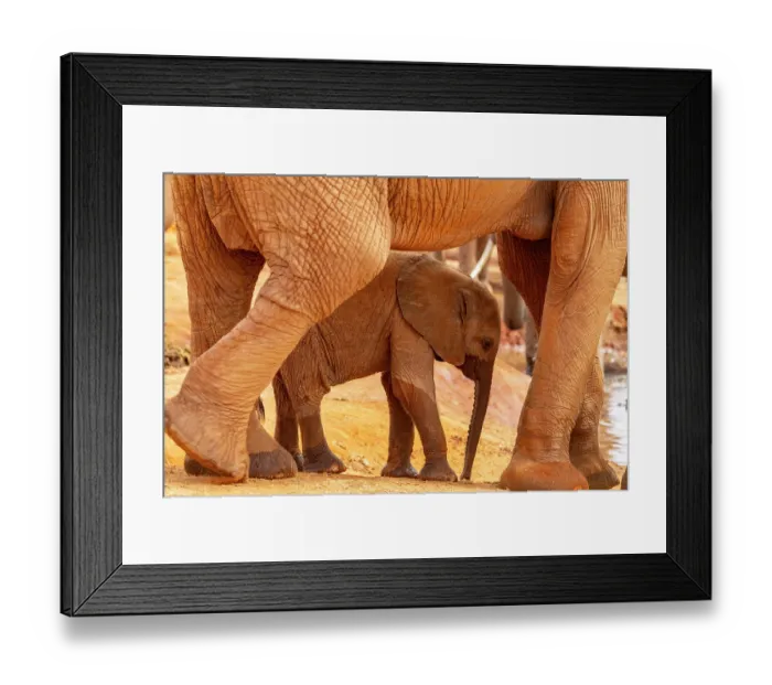 Framed Print : Elephant (Loxodonta africana) calf standing under mother for protection at waterhole, Tsavo East National Park, Kenya. Endangered Framed Print : Elephant (Loxodonta africana) calf standing under mother for protection at waterhole, Tsavo East National Park, Kenya. Endangered