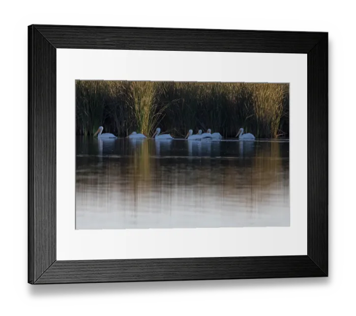 Framed Print : Group of American white pelicans (Pelecanus erythrorhynchos) on water close to reedbeds at dawn, Cienega de Santa Clara, Colorado River, Sonora, Mexico Framed Print : Group of American white pelicans (Pelecanus erythrorhynchos) on water close to reedbeds at dawn, Cienega de Santa Clara, Colorado River, Sonora, Mexico
