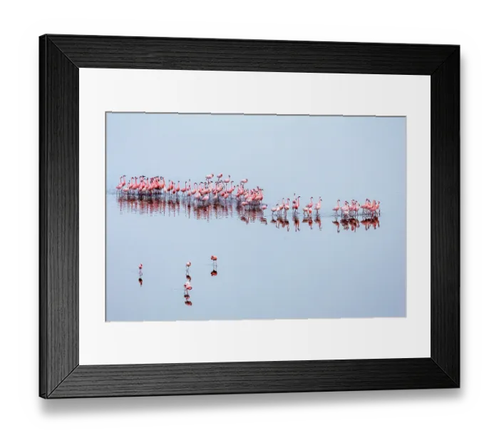 Framed Print : Lesser flamingo (Phoeniconaias minor) flock beginning courtship display, Lake Magadi, Great Rift Valley, Kenya Framed Print : Lesser flamingo (Phoeniconaias minor) flock beginning courtship display, Lake Magadi, Great Rift Valley, Kenya