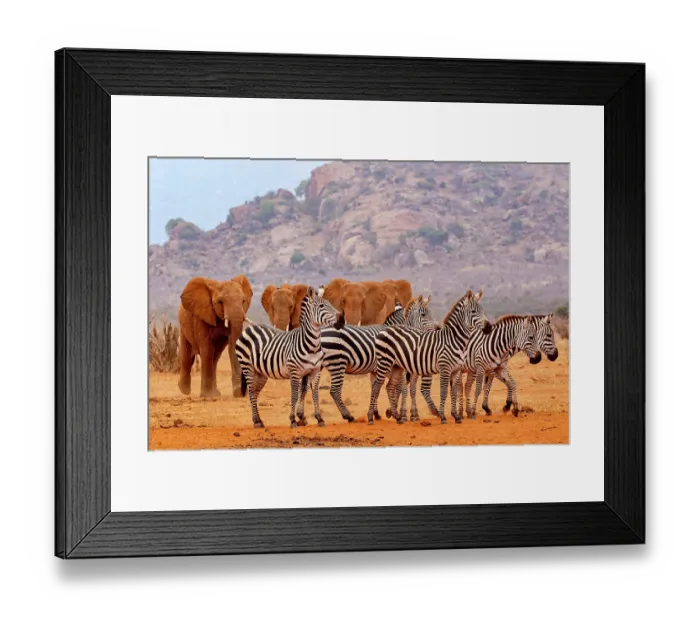 Framed Print : Grant's zebra (Equus quagga boehmi) herd walking towards waterhole with African elephant (Loxodonta africana) herd walking behind, Tsavo East National Park, Kenya. Endangered Framed Print : Grant's zebra (Equus quagga boehmi) herd walking towards waterhole with African elephant (Loxodonta africana) herd walking behind, Tsavo East National Park, Kenya. Endangered