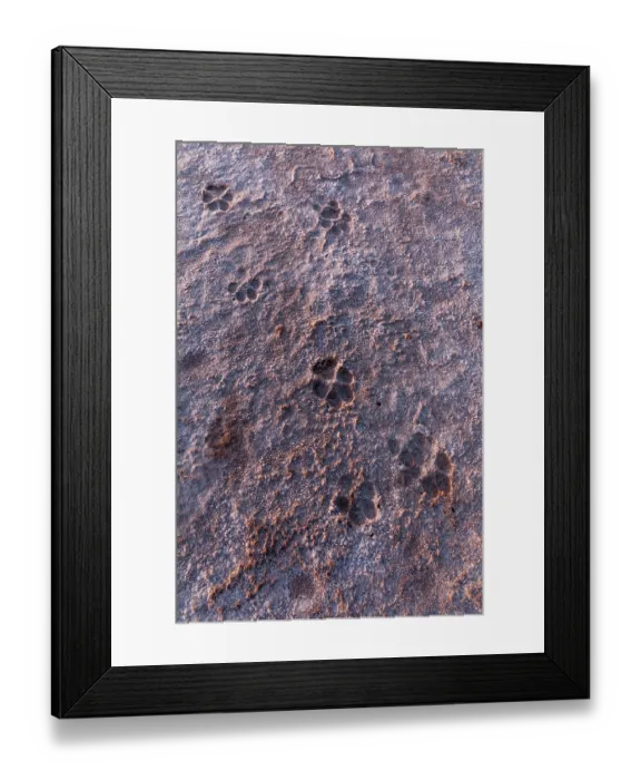 Framed Print : Coyote (Canis latrans) tracks in dry ground, Cienega de Santa Clara, Sonora, Mexico