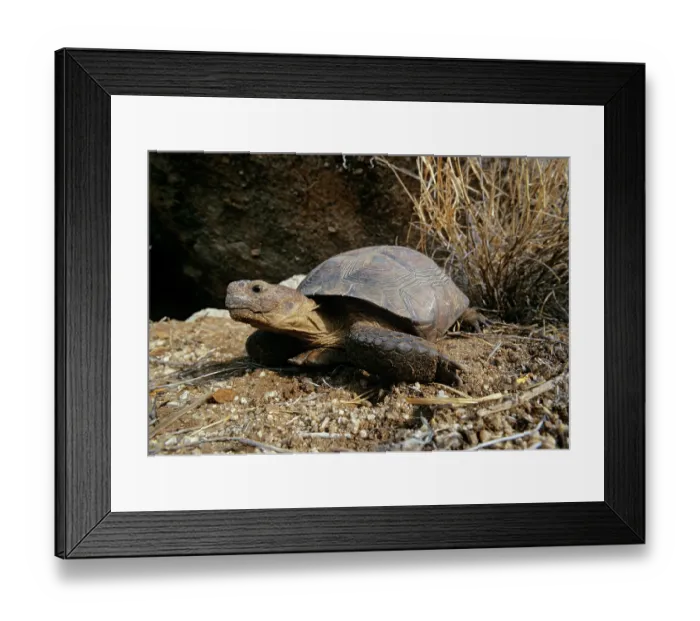 Framed Print : Sonoran desert tortoise (Gopherus morafkai) portrait, Sonora, Mexico. Captive Framed Print : Sonoran desert tortoise (Gopherus morafkai) portrait, Sonora, Mexico. Captive