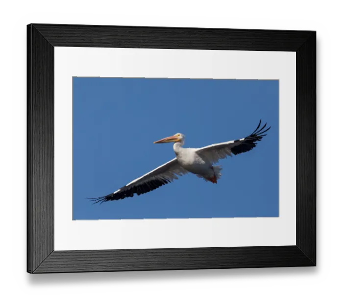 Framed Print : American white pelican (Pelecanus erythrorhynchos) in flight against blue sky, Cienega de Santa Clara, Colorado River, Sonora, Mexico Framed Print : American white pelican (Pelecanus erythrorhynchos) in flight against blue sky, Cienega de Santa Clara, Colorado River, Sonora, Mexico