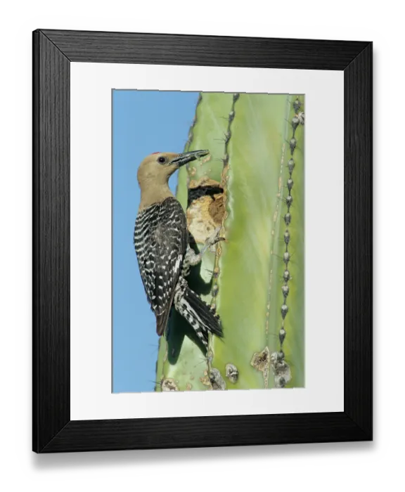 Framed Print : Gila woodpecker (Melanerpes uropygialis) perched on a cactus, collecting food for chicks, near Hermosillo, Sonora, Mexico Framed Print : Gila woodpecker (Melanerpes uropygialis) perched on a cactus, collecting food for chicks, near Hermosillo, Sonora, Mexico