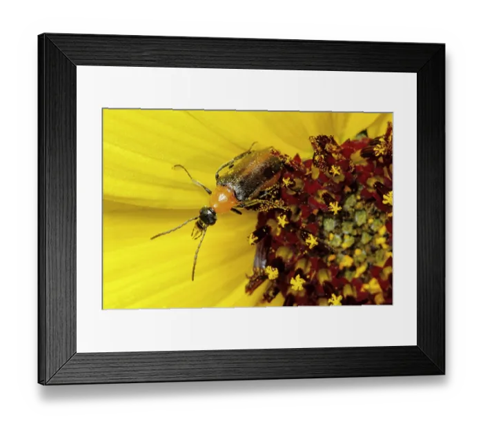 Framed Print : Blister beetle (Nemognatha cantharidis) on Snowy sunflower (Helianthus niveus), Sierra El Rosario mountain range, El Pinacate Biosphere Reserve, Sonoran desert, Mexico Framed Print : Blister beetle (Nemognatha cantharidis) on Snowy sunflower (Helianthus niveus), Sierra El Rosario mountain range, El Pinacate Biosphere Reserve, Sonoran desert, Mexico