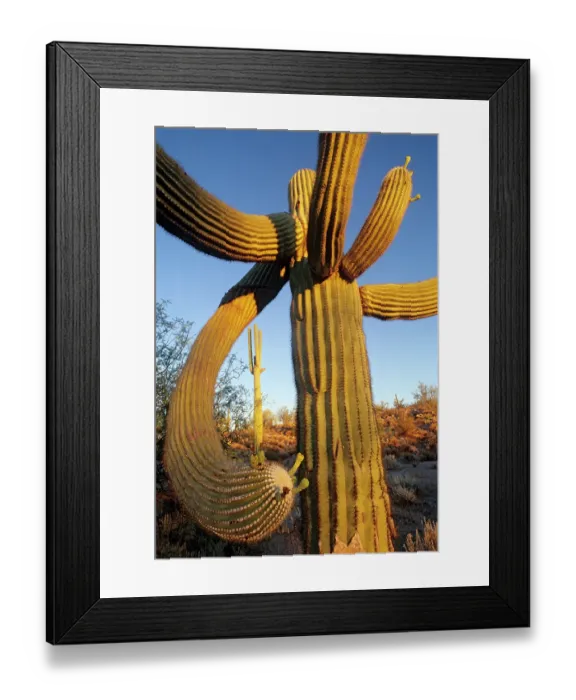 Framed Print : Saguaro cactus (Carnegiea gigantea), El Pinacate Biosphere Reserve, Sonoran desert, Mexico