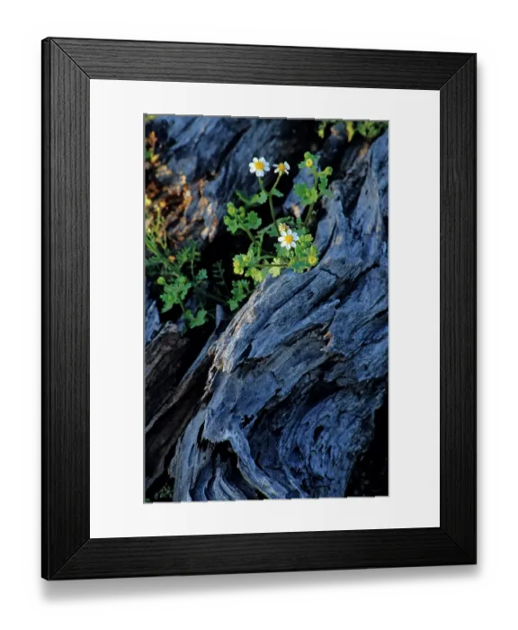 Framed Print : Emory's rockdaisy (Perityle emoryi) in flower, growing around a log, El Pinacate Biosphere Reserve, Sonoran desert, Mexico Framed Print : Emory's rockdaisy (Perityle emoryi) in flower, growing around a log, El Pinacate Biosphere Reserve, Sonoran desert, Mexico