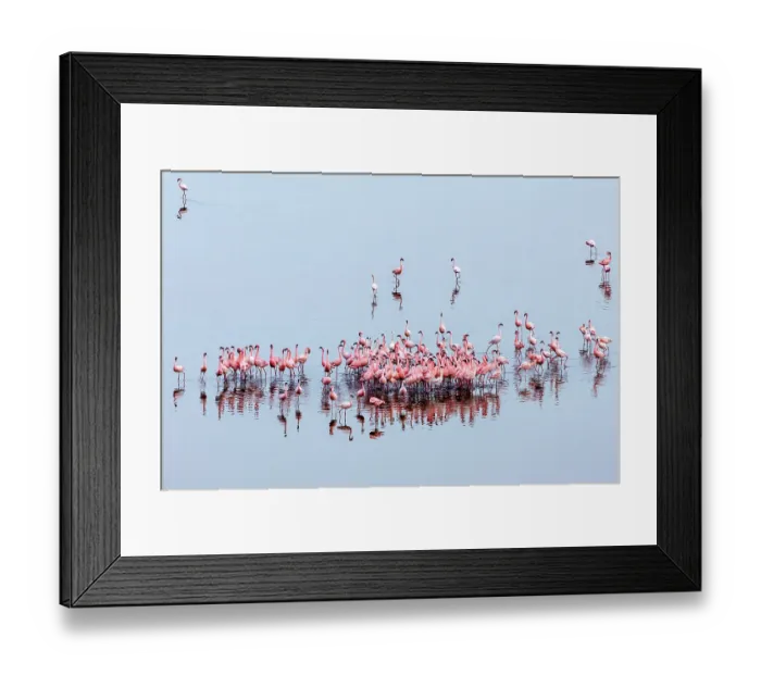 Framed Print : Lesser flamingo (Phoeniconaias minor) flock beginning courtship display, Lake Magadi, Great Rift Valley, Kenya Framed Print : Lesser flamingo (Phoeniconaias minor) flock beginning courtship display, Lake Magadi, Great Rift Valley, Kenya