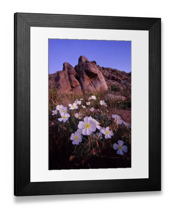 Framed Print : Dune evening primrose (Oenothera deltoides) blooming in desert, Sierra El Rosario mountain range, El Pinacate Biosphere Reserve, Sonoran desert, Mexico Framed Print : Dune evening primrose (Oenothera deltoides) blooming in desert, Sierra El Rosario mountain range, El Pinacate Biosphere Reserve, Sonoran desert, Mexico