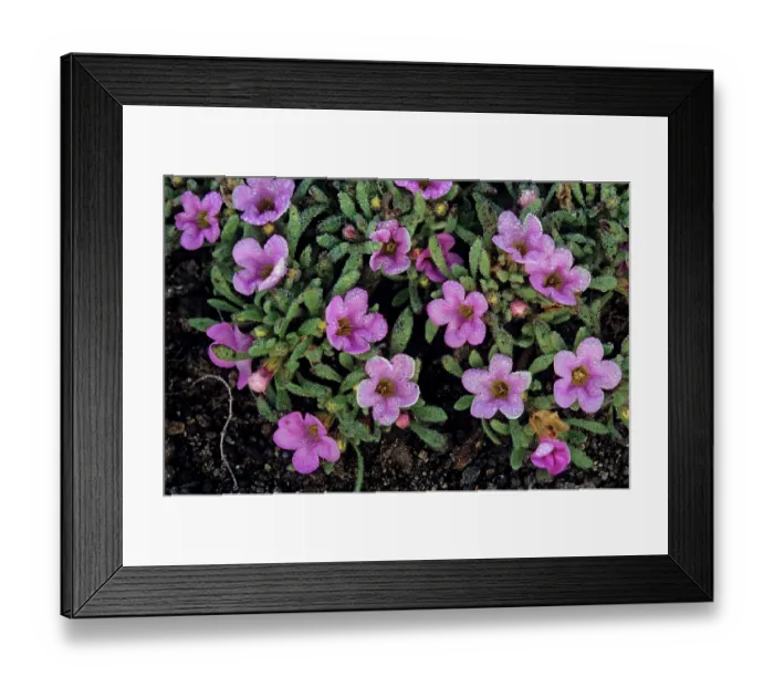 Framed Print : Purple mat (Nama demissa) in flower with early morning dew on volcanic ash field, El Pinacate Biosphere Reserve, Sonoran desert, Mexico Framed Print : Purple mat (Nama demissa) in flower with early morning dew on volcanic ash field, El Pinacate Biosphere Reserve, Sonoran desert, Mexico