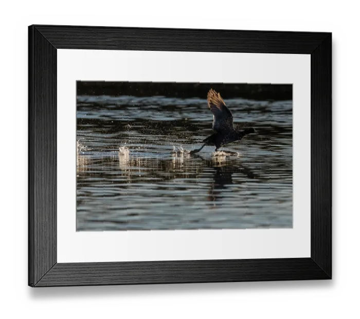Framed Print : American coot (Fulica americana) taking flight from water at sunrise, Cienega de Santa Clara, Colorado River, Sonora, Mexico Framed Print : American coot (Fulica americana) taking flight from water at sunrise, Cienega de Santa Clara, Colorado River, Sonora, Mexico