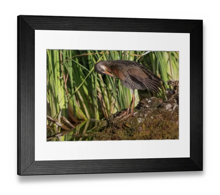 Framed Print : Yuma Ridgway's rail (Rallus obsoletus yumanensis) preening at water's edge among reeds, Cienega de Santa Clara, Colorado River, Sonora, Mexico Framed Print : Yuma Ridgway's rail (Rallus obsoletus yumanensis) preening at water's edge among reeds, Cienega de Santa Clara, Colorado River, Sonora, Mexico