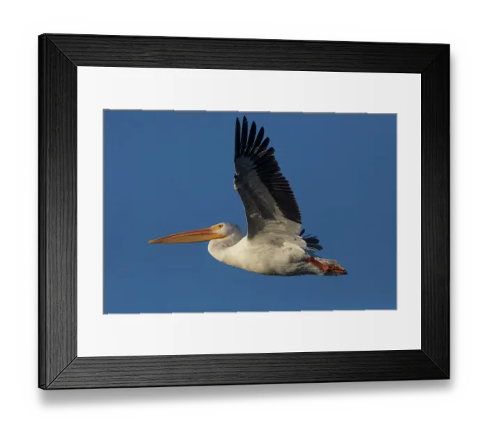 Framed Print : American white pelican (Pelecanus erythrorhynchos) in flight against blue sky, Cienega de Santa Clara, Sonora, Mexico Framed Print : American white pelican (Pelecanus erythrorhynchos) in flight against blue sky, Cienega de Santa Clara, Sonora, Mexico