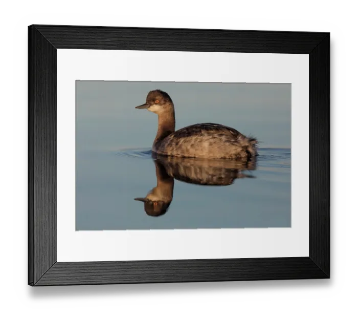 Framed Print : Eared grebe (Podiceps nigricollis) on water, Cienega de Santa Clara, Colorado River, Sonora, Mexico Framed Print : Eared grebe (Podiceps nigricollis) on water, Cienega de Santa Clara, Colorado River, Sonora, Mexico