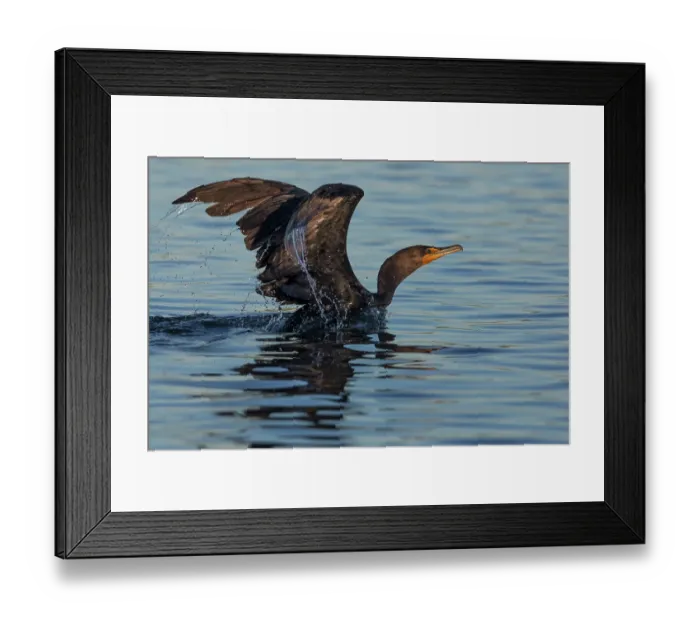 Framed Print : Double-crested cormorant (Phalacrocorax auritus) on water, spreading wings, preparing to take flight, Cienega de Santa Clara, Colorado River, Sonora, Mexico Framed Print : Double-crested cormorant (Phalacrocorax auritus) on water, spreading wings, preparing to take flight, Cienega de Santa Clara, Colorado River, Sonora, Mexico