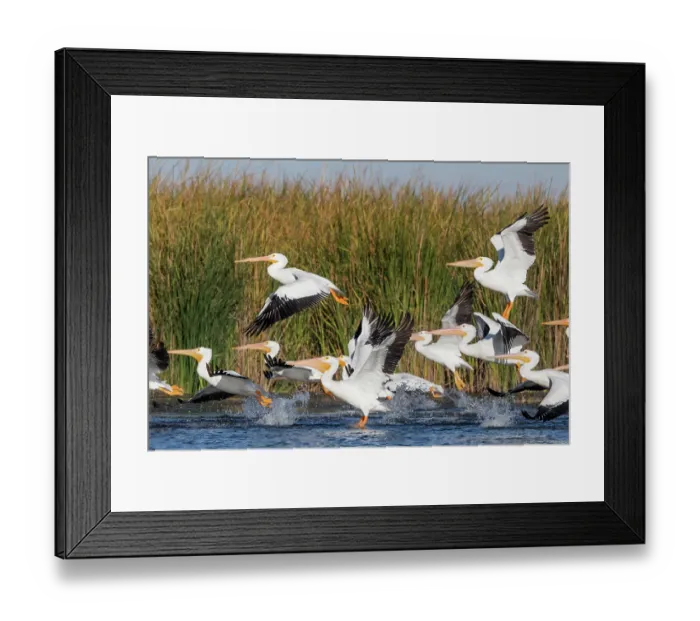 Framed Print : American white pelican (Pelecanus erythrorhynchos) flock taking flight, Cienega de Santa Clara, Colorado River, Sonora, Mexico Framed Print : American white pelican (Pelecanus erythrorhynchos) flock taking flight, Cienega de Santa Clara, Colorado River, Sonora, Mexico