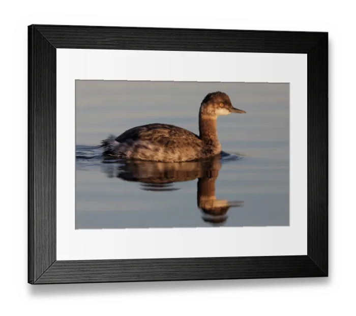 Framed Print : Eared grebe (Podiceps nigricollis) on water, Cienega de Santa Clara, Colorado River, Sonora, Mexico Framed Print : Eared grebe (Podiceps nigricollis) on water, Cienega de Santa Clara, Colorado River, Sonora, Mexico