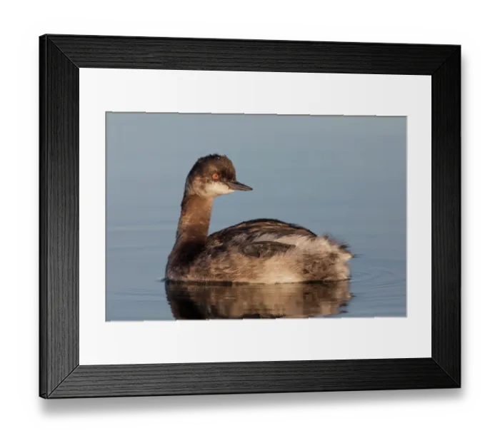 Framed Print : Eared grebe (Podiceps nigricollis) on water, Cienega de Santa Clara, Colorado River, Sonora, Mexico Framed Print : Eared grebe (Podiceps nigricollis) on water, Cienega de Santa Clara, Colorado River, Sonora, Mexico