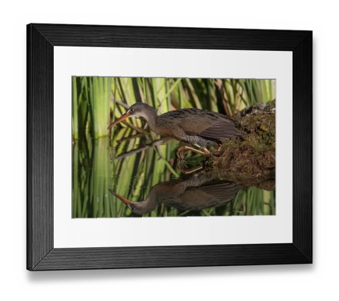 Framed Print : Yuma Ridgway's rail (Rallus obsoletus yumanensis) at water's edge among reeds, Cienega de Santa Clara, Colorado River, Sonora, Mexico Framed Print : Yuma Ridgway's rail (Rallus obsoletus yumanensis) at water's edge among reeds, Cienega de Santa Clara, Colorado River, Sonora, Mexico